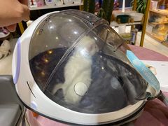 -喵百万·布偶·蓝金金渐层英短·猫舍(百子湾店)