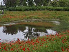 -春花秋色城市公园