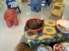 -平行世界·猫咖(首经贸店)