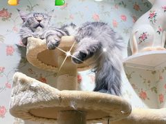 -猫小院猫主题餐厅(三里屯店)