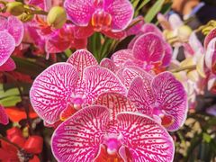 -溪岸路花鸟市场