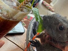 -Sirena海妖日咖夜酒