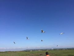-盐城丹顶鹤湿地生态旅游区