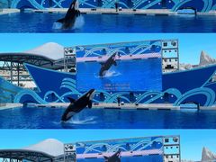 -上海海昌海洋公园