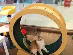 -大型宠物商超·宠海王国·宠物猫狗活体·用品·美容(新世界百货重庆店)