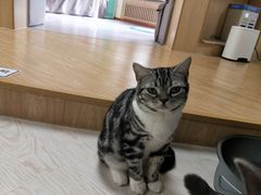 -猫和宫(六道口店)