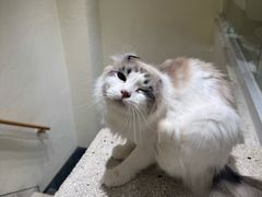 -有喵·猫咖·狗咖·30几只猫10只小狗(岗厦店)