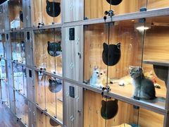 -猫十亿·布偶金渐层·曼基康矮脚猫舍(青年路店)
