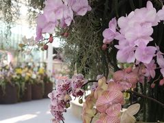 -上海鲜花港