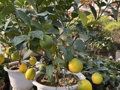 -西安市长乐公园