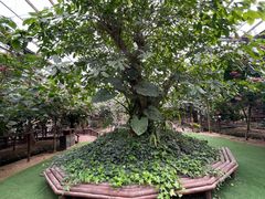 -呀路古热带植物园-恐龙馆