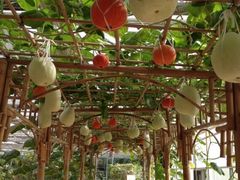 iphone_upload_pic-上海都市菜园