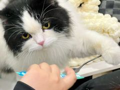 -安格丽娜·狗咖·猫咖羊驼咖(春熙路百盛商场店)