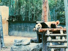 -上海野生动物园