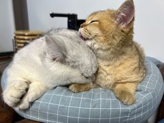 -lincat·猫舍(广州店)