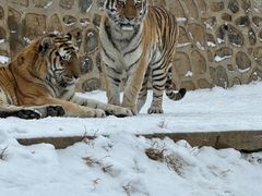 -大连森林动物园