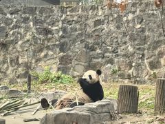 -都江堰中华大熊猫苑