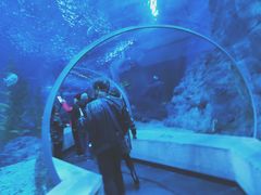 -芜湖新华联大白鲸海洋公园