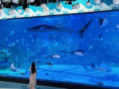 -烟台海昌鲸鲨海洋公园