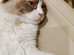 -藏猫猫咖啡主题馆(中央大道店)