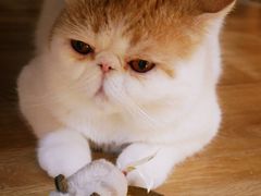 -滚猫咖啡·猫咖·猫友好撸猫(未来城店)