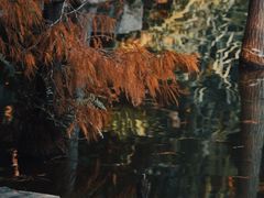 -深圳仙湖植物园
