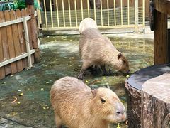 -深圳野生动物园