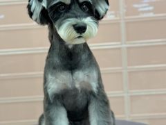 -FAELING PETS美天灵宠物(合生汇店)