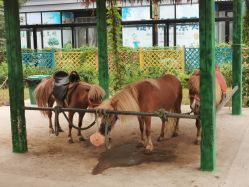 -萌宠亲子动物乐园(槐房万达店)