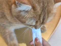 -藏猫猫咖啡主题馆(中央大道店)