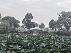 -无锡蠡湖国家湿地公园-蠡园