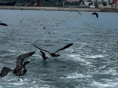 -海驴岛(荣成市)