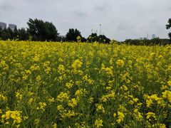 -长白岛森林公园