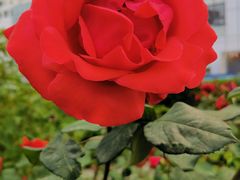 -中国中医科学院望京医院(院本部)