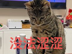 -关爱宠物医院·猫科中心·消化科(滨湖万达分院)