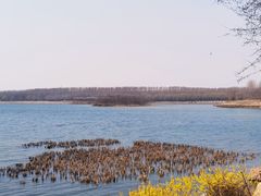 -丁香湖公园