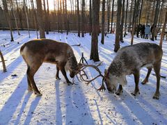 -北极村旅游风景区