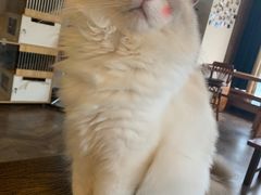 -蓝鲸·缅因猫舍