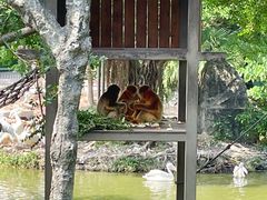 -深圳野生动物园