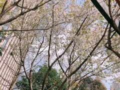 -佬肥猫(国华广场店)