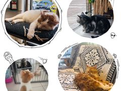 -平行世界·猫咖(首经贸店)