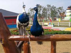 -陆地游轮吉林神农温泉