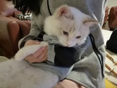 -Bastet sally猫舍购宠(静安店)