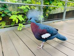 -新加坡飞禽公园