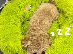 -有喵·猫咖·狗咖·40+猫狗有小奶狗(岗厦店)