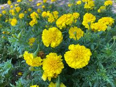 -黑龙江省森林植物园