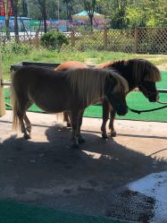 -萌宠亲子动物乐园(槐房万达店)