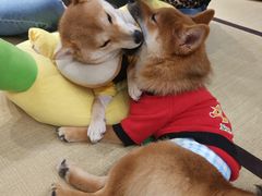 -逗柴咖啡屋·狗咖猫咖宠物桌游