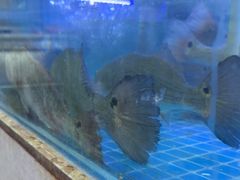 -鼓歌海鲜舫·手抓海鲜(大学城店)