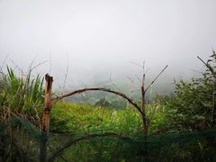 -紫鹊界梯田景区
